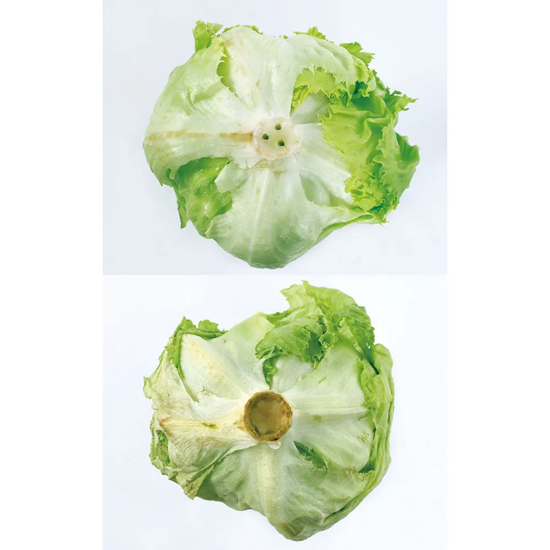 COGIT Bejishaki Chan Vegetable Keeper 2pc